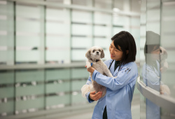 veterinarian holding a small white dog
