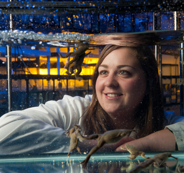 female scientist watching frogs swim in a tank